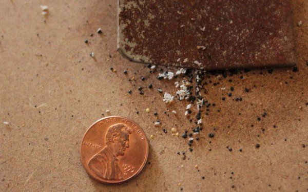 Яйця постільних клопів: фото, картинки, зображення