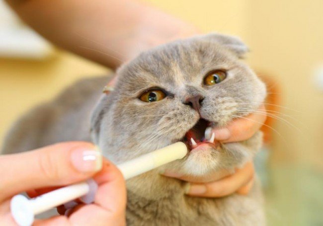 Блохи у кошеняти: Як позбутися і Що зробити