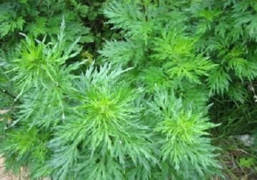 Селищний кліщ: опис і методи боротьби