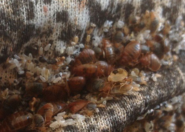 Яйця постільних клопів: фото, картинки, зображення