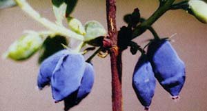 Які сорти жимолості підходять для Ленінградської області: докладний опис видів