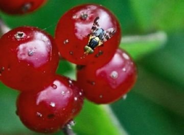 Несправжній трутовик та інші комахи: хто шкодить вишневим деревах