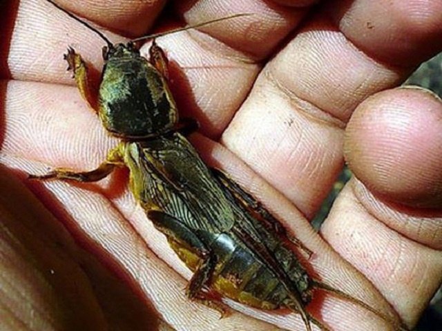 Як боротися з медведкою в теплиці