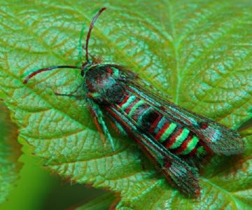 Шкідники малини: найнебезпечніші вороги червоної ягоди