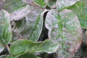 Петунія Рамблін — гібридний сорт з великими квітками