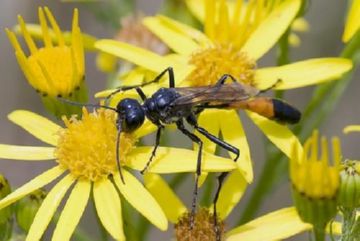 Донні оси: особливості, різновиди, що робити при укусі