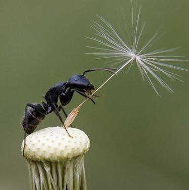 Як позбутися від мурашок в будинку