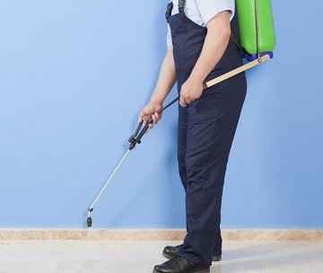 Як вивести клопів з квартири? Все, що Вам потрібно – професійне знищення клопів