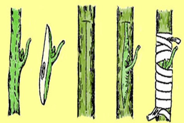 Розмноження плетистих троянд: ефективні методи отримання нових рослин і їх опис