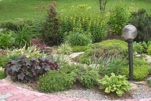 Туя західна Даніка: опис самого красивого і декоративного чагарника для садової ділянки