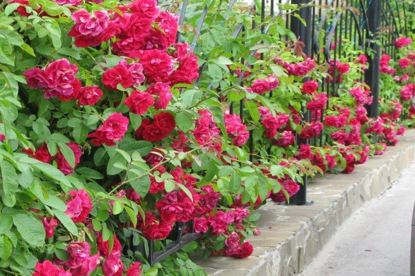 Кращі сорти червоних плетистих троянд: фото каталог і характеристики популярних садових рослин