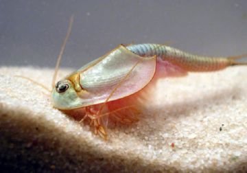 Ефективні заходи боротьби з шкідниками рису: рисовим комариком, прибережної мухою, ячмінним мінером і рисової пьявицей