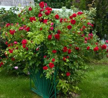 Як правильно садити насіння петунії в гранулах: покрокове керівництво по вирощуванню розсади