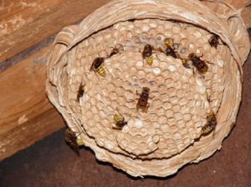 Шершень: небезпечний укус цього маленького трудяги