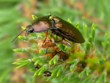 Небезпечні шкідники картоплі: картопляна совка, персикова попелиця, дротянки і інші небезпечні шкідники