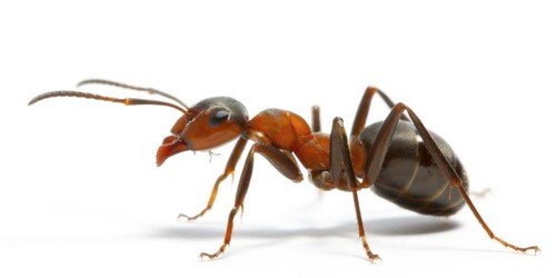 Цікаві факти про мурах – топ 5 пізнавальних історій