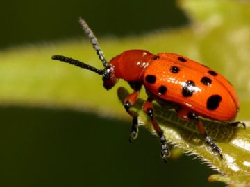 Трещалка: спаржева, лилейная і цибульна різновиди та заходи боротьби з ними