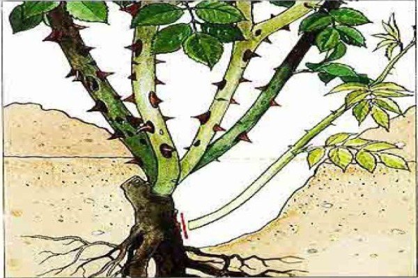 Обрізка плетистих троянд як важливий аспект догляду: основні принципи та рекомендації щодо проведення процедури