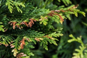 Малі елементи великого дизайну — карликові туї: особливості висадки на ділянці і опис популярних сортів