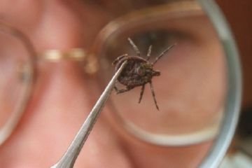 Знищення клопів в Санкт Петербурзі