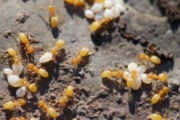 Мураха садова: користь чи шкода