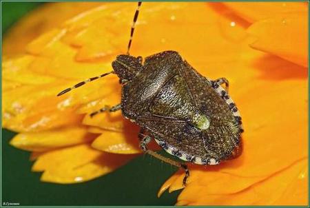 Клоп ягідний: фото та короткий опис сімейства захисників