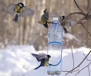 Як зробити годівницю для птахів своїми руками: інструкції по виготовленню деревяних і пластикових годівниць, фото і відео