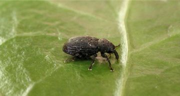 Найнебезпечніші шкідники коріння рослин: дощовий червяк, долгоножки, проволочники та інші