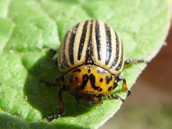 Обробка картоплі перед посадкою від колорадського жука різними препаратами