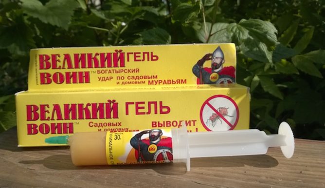 Як позбутися від мурашок в деревяній лазні