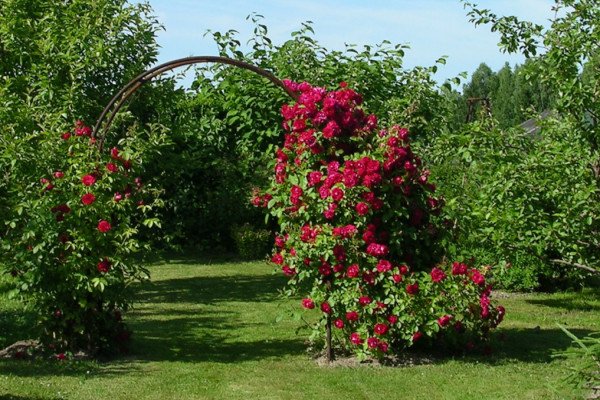 Вюнка троянда Фламентанц — приголомшливий сорт з рясним цвітінням