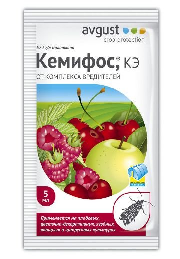 Малиново суничний довгоносик: опис, шкоди, заходи боротьби