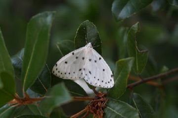 Опис зимової пядуна, пядуна шовкопряда та інших видів. Заходи боротьби з шкідливими гусеницями пядениц
