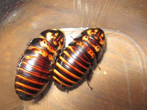 Мадагаскарський тарган – невибаглива екзотика у вашій квартирі