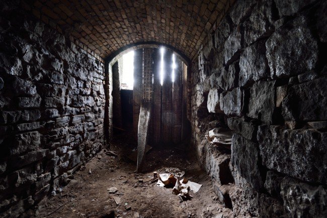 Домашні блохи і способи боротьби з ними раз і назавжди