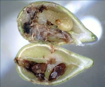 Наскільки небезпечним може бути небезпечний ріпаковий листоїд та інші шкідники ріпаку та як з ними боротися