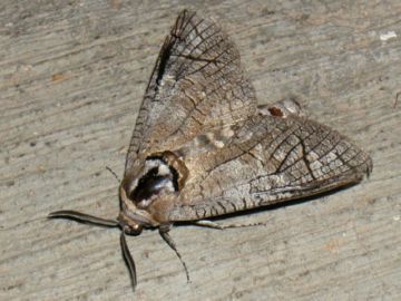 Все про заходи боротьби з шашіль пахучии, або ивовым