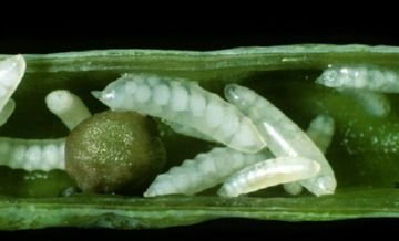 Стеблова галиця та інші шкідники сімейства галиць: опис, як боротися з комахами