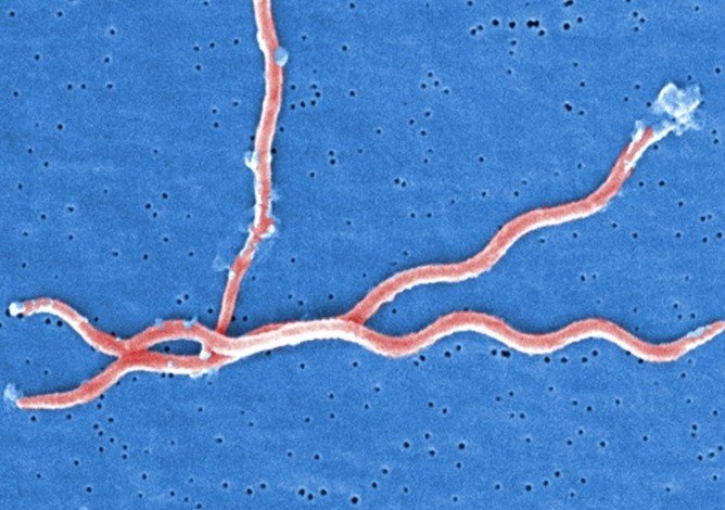 Які хвороби переносять кліщі і чим вони небезпечні для людини