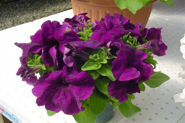 Петунія крупноквіткова: огляд сортів і особливості вирощування