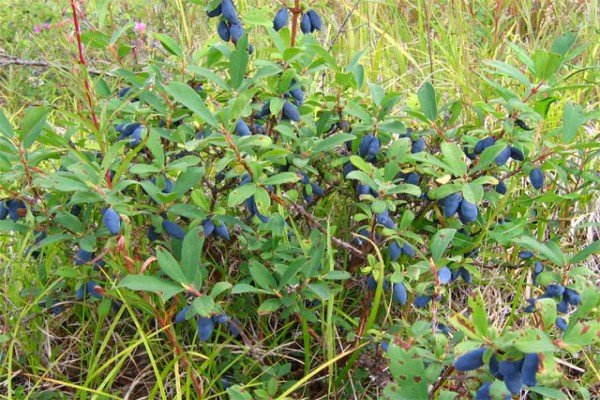Ягідний чагарник жимолость їстівна: нюанси розмноження, правила посадки і рекомендації по догляду