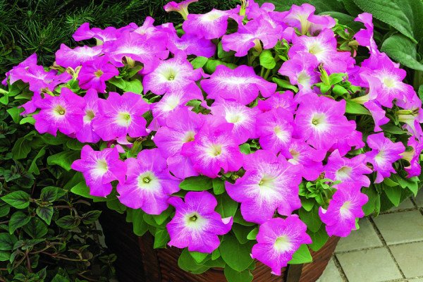 Петунія крупноквіткова: огляд сортів і особливості вирощування