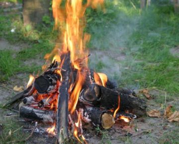 Кільчастий коконопряд: морфологія, розвиток, заходи боротьби