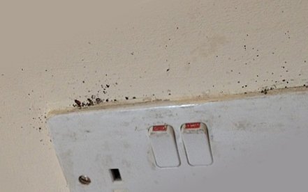 Що робити, якщо сусіди труять клопів і клопи перебігають до вас