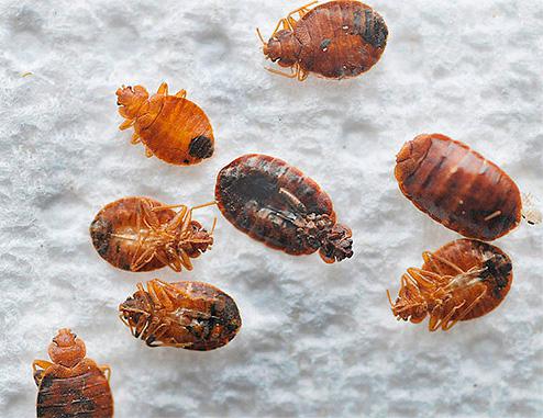 Рейд від клопів – правила використання та ефективність препарату