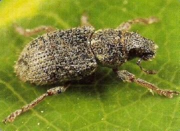 Довгоносик клубеньковый: опис, шкоди, заходи боротьби