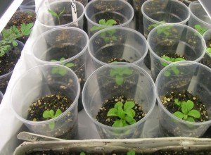 Петунія крупноквіткова: огляд сортів і особливості вирощування