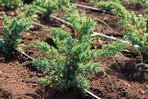 Блакитні ялівці сорти Блю: опис, характеристики й особливості вирощування