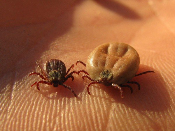 Слід робити щеплення і обробляти шерсть, щоб не зявилися кліщі у собак