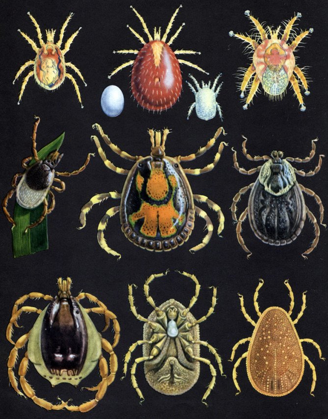 Види кліщів: акариформные та павукоподібні